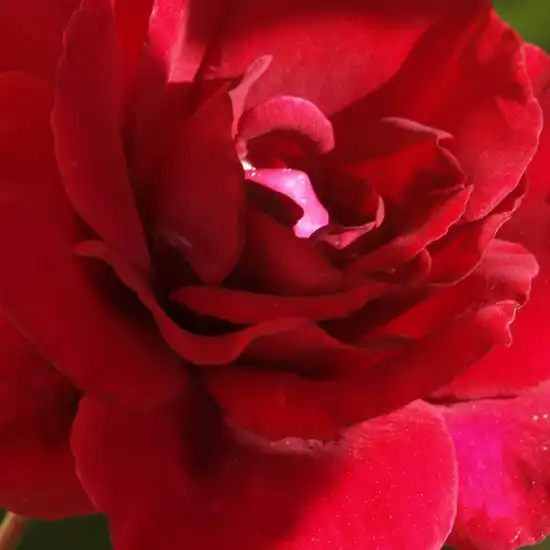 Comanda trandafiri online - Roșu - trandafiri târâtori și cățărători, Climber - trandafir cu parfum intens - Rosa Red Parfum - André Eve - ,-